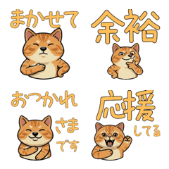 Reaction Exotic Shorthair  15th