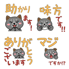 อิตาเลียนเกรย์ฮาวด์ สุภาพ 23rd