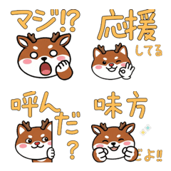 กวางแดงหน้ากลม  21st