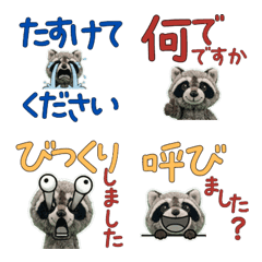 แรคคูนสุภาพ 11th