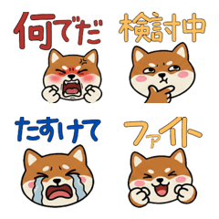 อิงลิช เซตเตอร์ หน้ากลม 21st