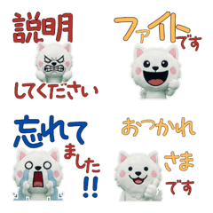 Polite White Cat 11th