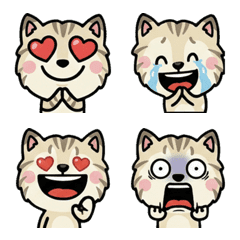 แมวลิงค์พอยท์ โอเวอร์  1st