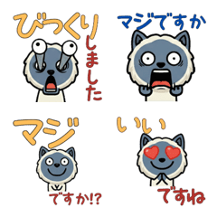 แมวบลูพอยท์ สุภาพ  5th