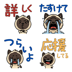 แมวซีลพอยท์ โอเวอร์  3rd