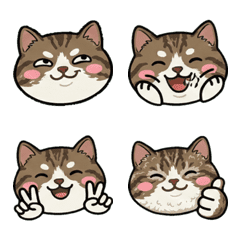 อเมริกัน ไวร์แฮร์ หน้ากลม 19th