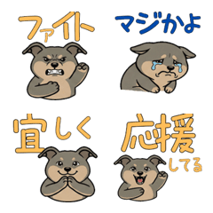 เกรย์ฮาวด์ รีแอคชั่น  15th