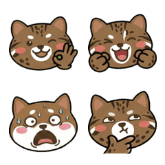 แมวอิริโอะโมะเตะ หน้ากลม 19th