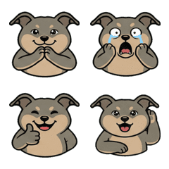 Reaction Greyhound  13th