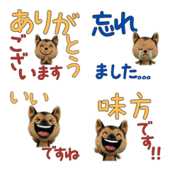 Polite German Shepherd 11th