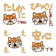 Polite Round English Setter 23rd