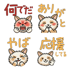 Round Face Angora Rabbit 21st