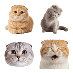 スコティッシュ・フォールド