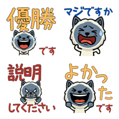 Animated Polite Blue Point Cat  6th