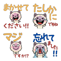 Animated Polite Lilac Point Cat  6th