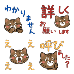 Move Polite Iriomote Cat 24th