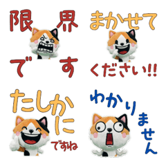 แมวสามสีสุภาพ 11th