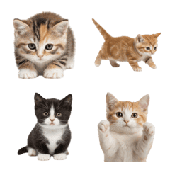 マンチカンの赤ちゃん