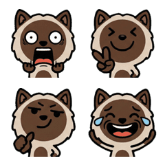 แมวช็อกโกแลตพอยท์ โอเวอร์  1st