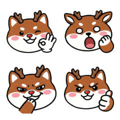 กวางแดงหน้ากลม  19th