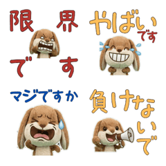 Polite Lop Ear Rabbit  11th