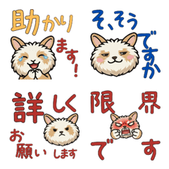 กระต่ายแองโกรา สุภาพ ดุ๊กดิ๊ก 24th