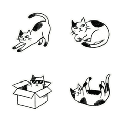 アクロバティックな家猫の日常