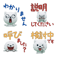 สุนัขชิบบะสีขาวสุภาพ 11th