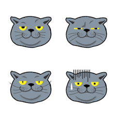 A gray cat feelings show on its face.