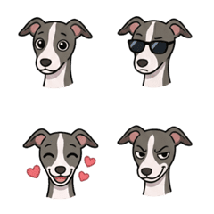 義大利靈緹 .BRUNO 1