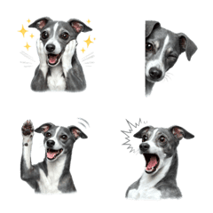 อีโมจิอิตาเลียนเกรย์ฮาวด์น่ารัก