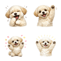 Imut! Emoji Maltipoo