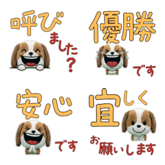 Polite Shih Tzu 11th