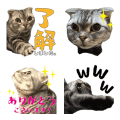 Cat Momo's Emoji