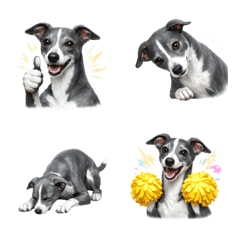 ใช้ง่าย! อิตาเลียน เกรย์ฮาวด์