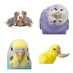 Parakeet (Realistic)