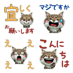 Polite Maine Coon  11th