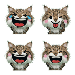 Plush Maine Coon  7th