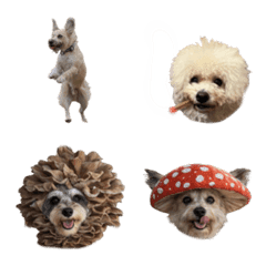 pgadmttpgadmktpjdmkd