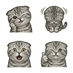 Realistic Scottish Fold Cat Emoji