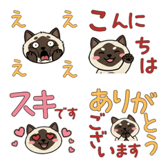 Colorpoint Shorthair  23rd