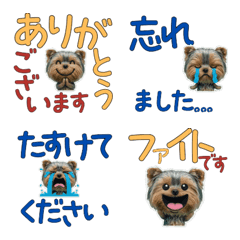 ยอร์คเชียร์ สุภาพ  11th