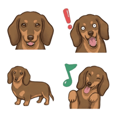 ดัชชุน(ขนสั้น/ช็อกโกแลตแทน)