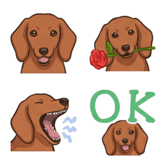 ดัชชุน(ขนสั้น/สีแดง)