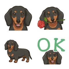 ดัชชุน (ขนสั้น/แบล็คแอนด์แทน)