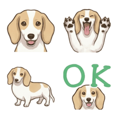 ดัชชุน(ขนสั้น/ครีมพายบอลด์)