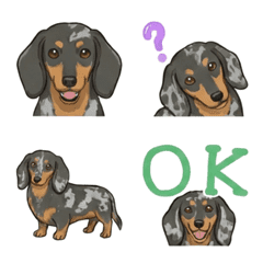 ดัชชุน (ขนสั้น/ลายหินอ่อน)