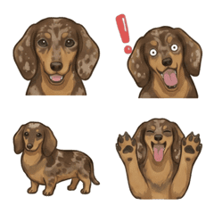 ดัชชุน(ขนสั้น/ช็อกโกแลตแดปเปิ้ล)