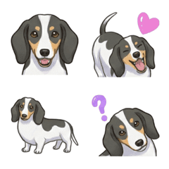 ダックスフンド(スムース/パイボールド)