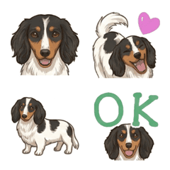 ดัชชุน (ขนยาว/B&T Piebald)